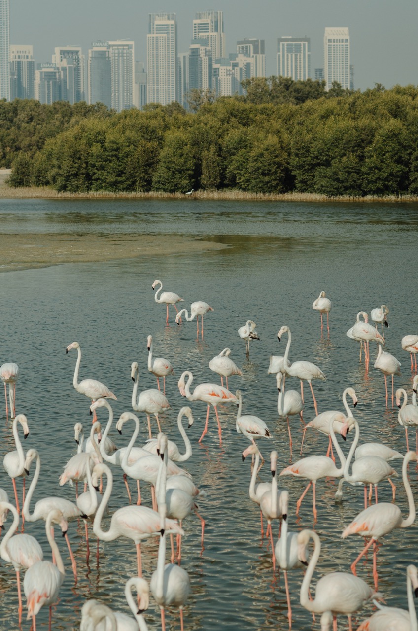 Превью Dubai 2022